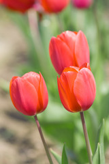 Obraz premium Beautiful red tulips