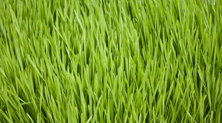 Grass Background