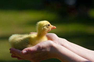 cucciolo di oca