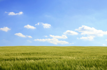Obraz premium corn field and cloudy blue sky