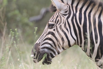 Zebra Kruger Nationalpark