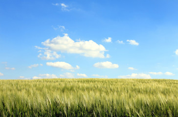 Obraz premium corn field and cloudy blue sky