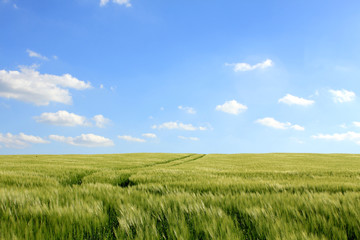 corn field and cloudy blue sky