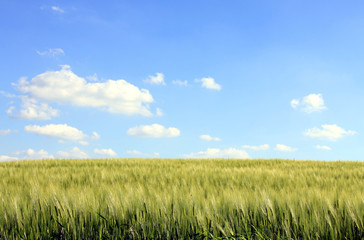 corn field and cloudy blue sky