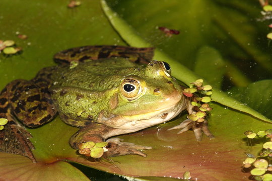 Kleiner Wasserfrosch Pelophylax lessonae auf Teichrosenblatt