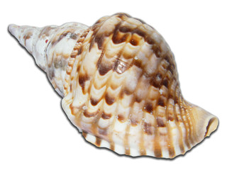 shell