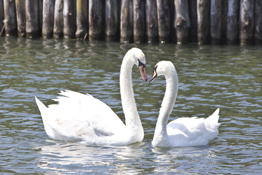 two lovely swans on a lake
