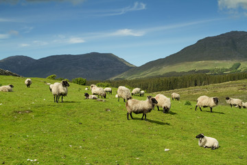 Sheep and rams in Connemara Mountains