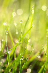 Naklejka premium Green grass with waterdrops