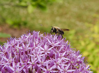 Bumble Bee on a flower