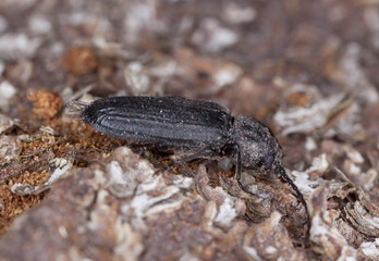 Black spruce borer (Asemum striatum) on wood.