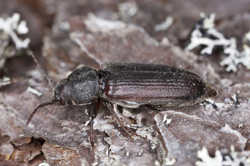 Black spruce borer (Asemum striatum) on wood.