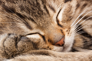 sleeping cat