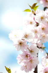 Fototapeta na wymiar Sakura, Japanische Symbole