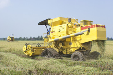Obraz premium Two harvesting machine is used to harvest Malaysia paddy