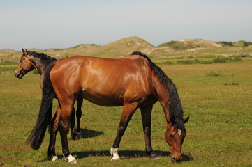 Obraz premium Pferd