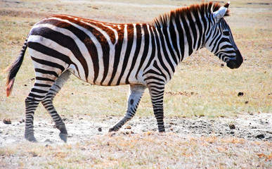 Obraz na płótnie Canvas zebra in Africa
