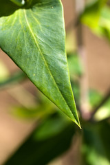 Kirschlorbeer im Garten