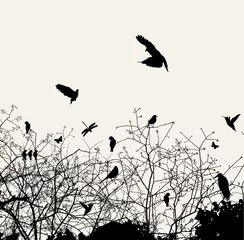 Foto op Plexiglas Vogels in boom boom