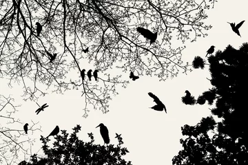 Papier Peint photo Oiseaux sur arbre arbre