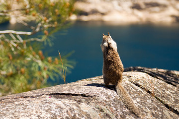 Squirrel at Hetch Hetchy in Yosemite