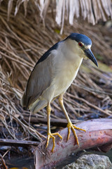 Beautiful Black-Crowned Night Heron (Nycticorax nycticorax)