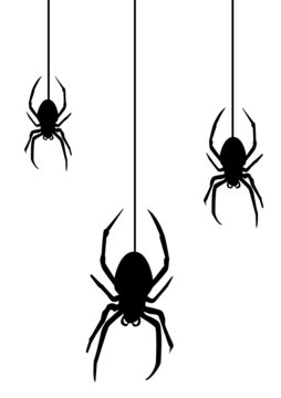 Spider2010
