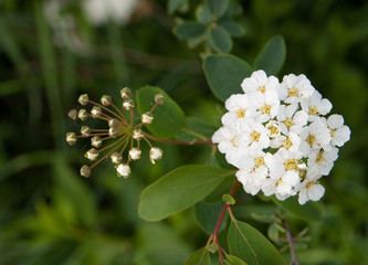 Blüten des Pracht-Spierstrauchs, Spiraea x vanhouttei