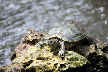 tortoise on a rock