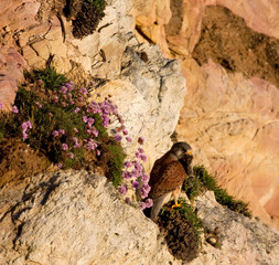 Kestrel