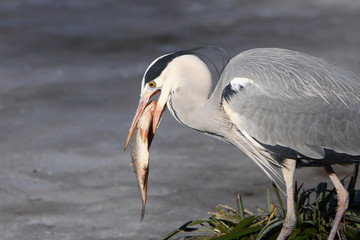 Graureiher mit Fisch