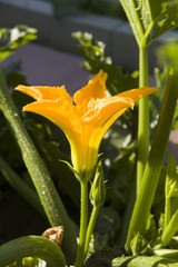 Zucchini