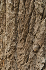 texture of tree
