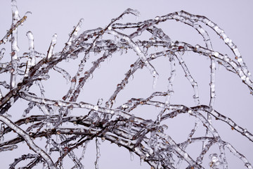 Äste mit Eisüberzug