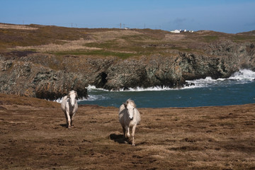 Wild welsh ponies