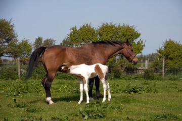 Obraz premium Young pony