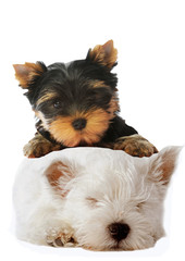 scène d'amitié entre un yorkshire et un westie