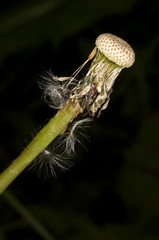 la mort du pissenlit