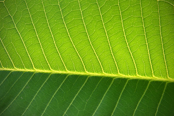 texture of leaf