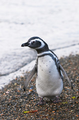 Naklejka premium magellanic penguin