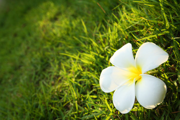 white flower on grass field