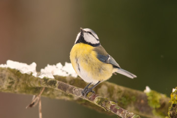 Mésange bleue -. Cyanistes caeruleus - Eurasian Blue Tit