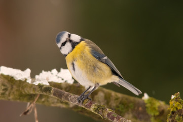 Mésange bleue -. Cyanistes caeruleus - Eurasian Blue Tit