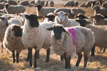 Fototapeta premium Moutons de prè-salé en Baie de Somme près de Saint-Valery