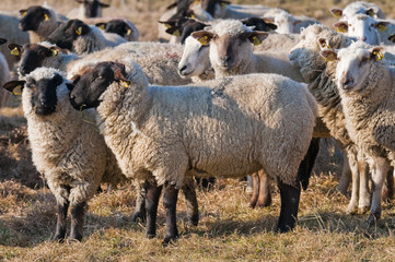 Moutons de prè-salé en Baie de Somme près de Saint-Valery