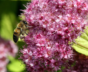 abeille qui butine en volant