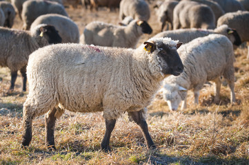 Moutons de prè-salé en Baie de Somme près de Saint-Valery