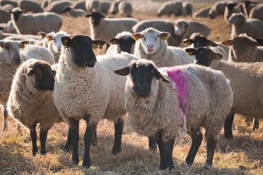 Moutons de prè-salé en Baie de Somme près de Saint-Valery