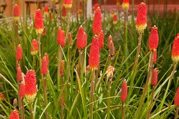 Red Hot Poker