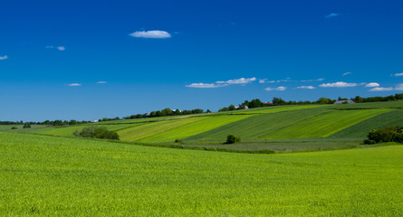 Obraz premium fields